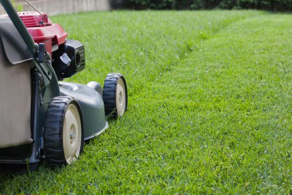 Summer Lawn Care in Falls Church