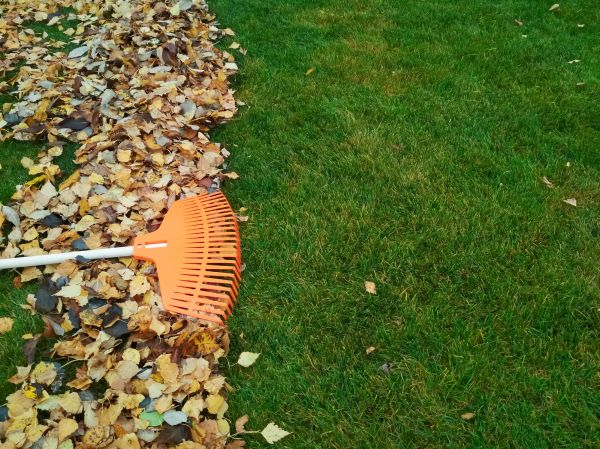Fall Lawn Care in Falls Church
